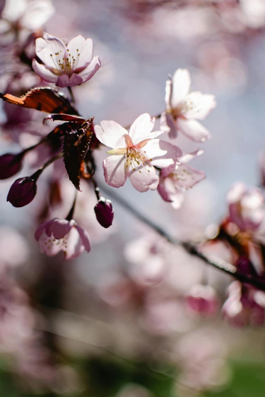 a close up of a bunch of flowers on a tree, cherry blossom trees, color ( sony a 7 r iv, laura watson, album