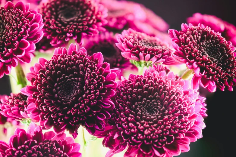 a close up of a bunch of purple flowers, by Carey Morris, pexels, chrysanthemum eos-1d, rich deep pink, retro stylised, elegant intricate