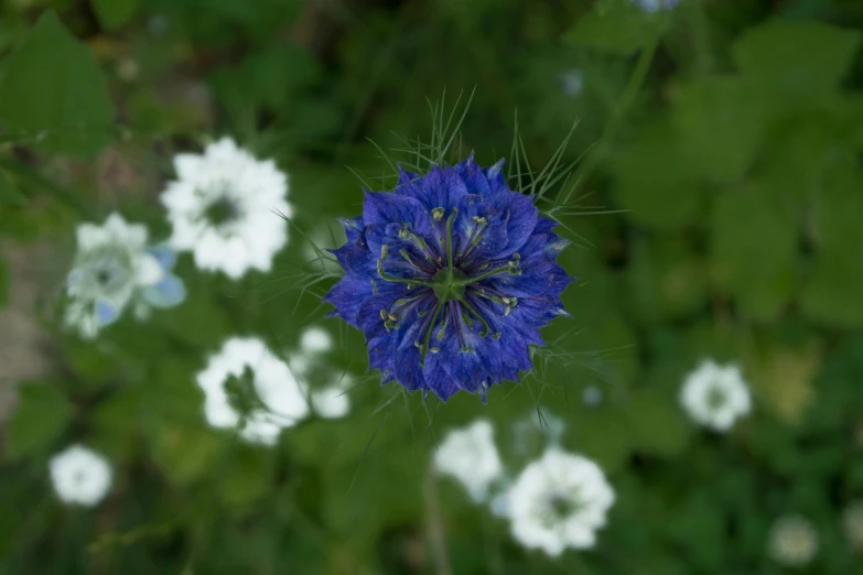 a blue flower with white flowers in the background, unsplash, arabesque, giant corn flower head, high view, no cropping, multicoloured