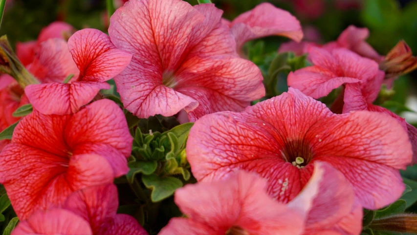 a close up of a bunch of pink flowers, by Carey Morris, pexels contest winner, renaissance, morning glory flowers, red hues, slightly sunny, shot with sony alpha 1 camera