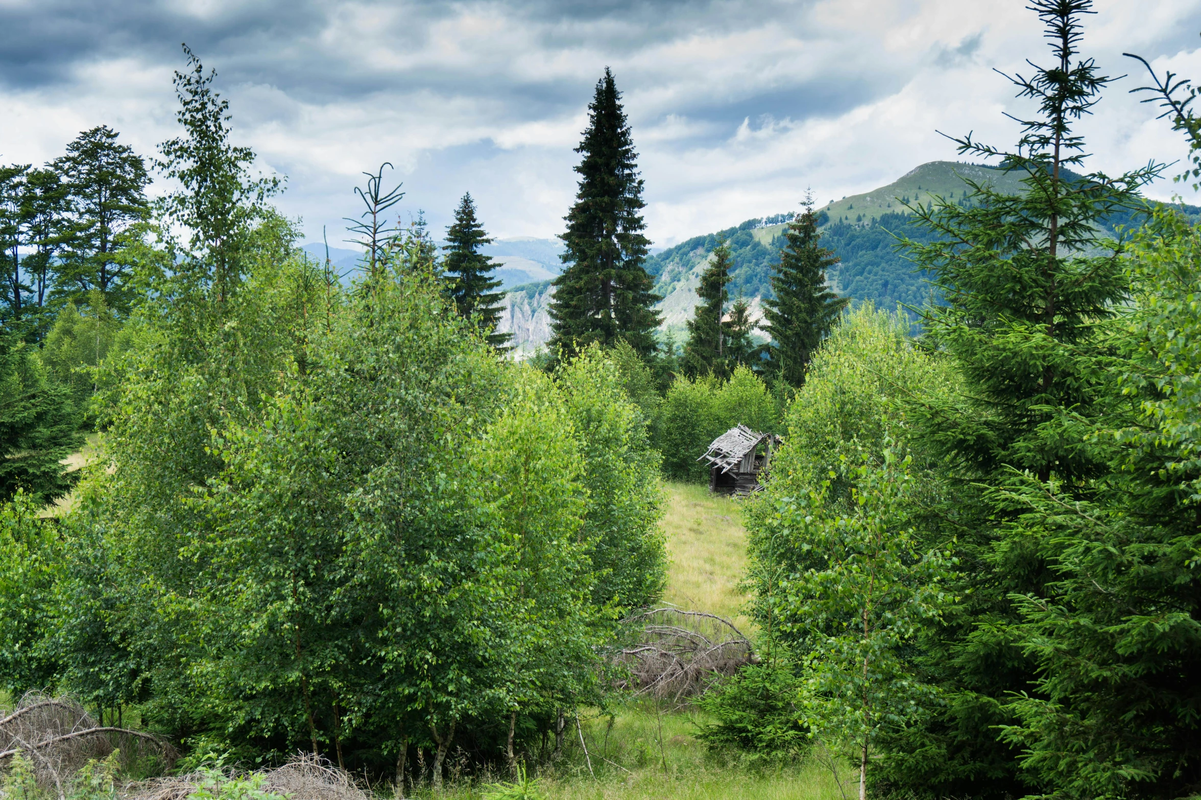 a bear that is standing in the grass, an album cover, inspired by Ivan Shishkin, unsplash, land art, alpine landscape with a cottage, overgrown trees, outdoor fine photography, russian landscape