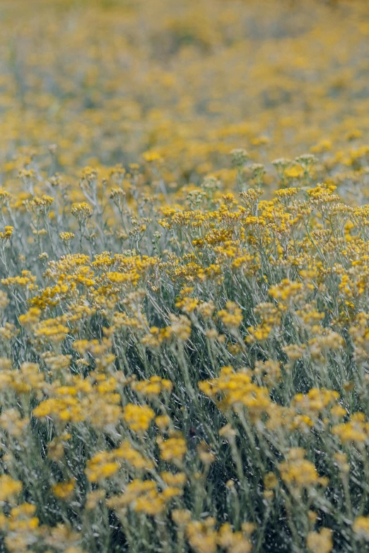 a dog standing in a field of yellow flowers, trending on unsplash, color field, very sparse detail, new mexico, grayish, loosely cropped