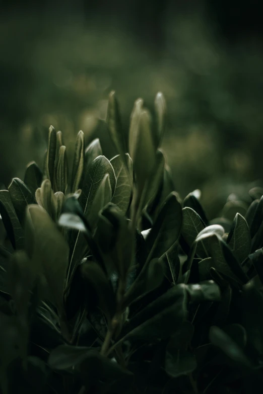 a close up of a bush with green leaves, a macro photograph, inspired by Elsa Bleda, trending on pexels, made of leaves, dark, magnolia stems, sage green