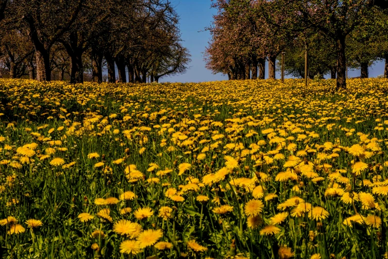 a field full of yellow flowers with trees in the background, a picture, by Juergen von Huendeberg, pexels contest winner, dandelion, leading lines, thumbnail, pink yellow flowers
