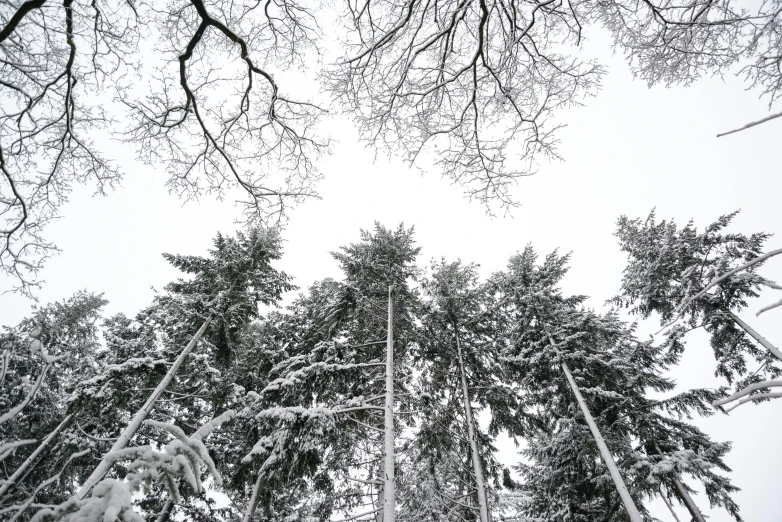 a group of tall trees covered in snow, a portrait, unsplash, aestheticism, looking up perspective, shot on nikon d 3 2 0 0, grey, detailed white