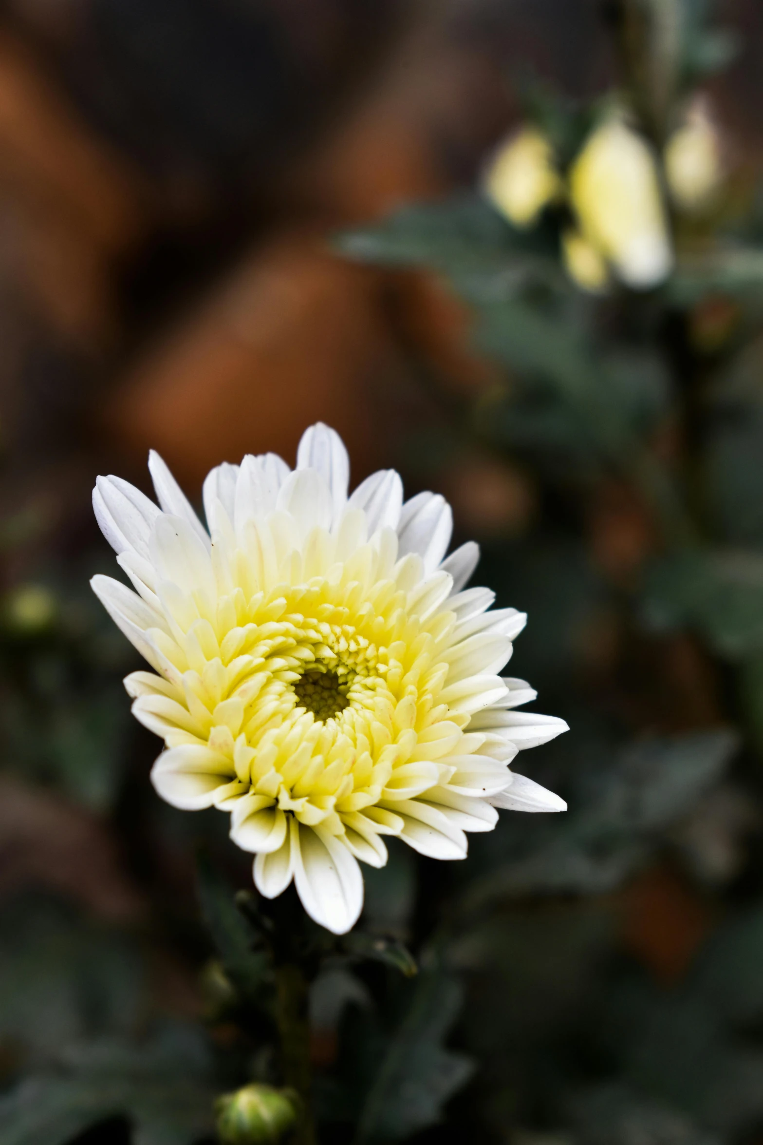 a close up of a flower with rocks in the background, a macro photograph, inspired by Elsa Bleda, trending on unsplash, chrysanthemum eos-1d, white and yellow scheme, tehran, traditional medium