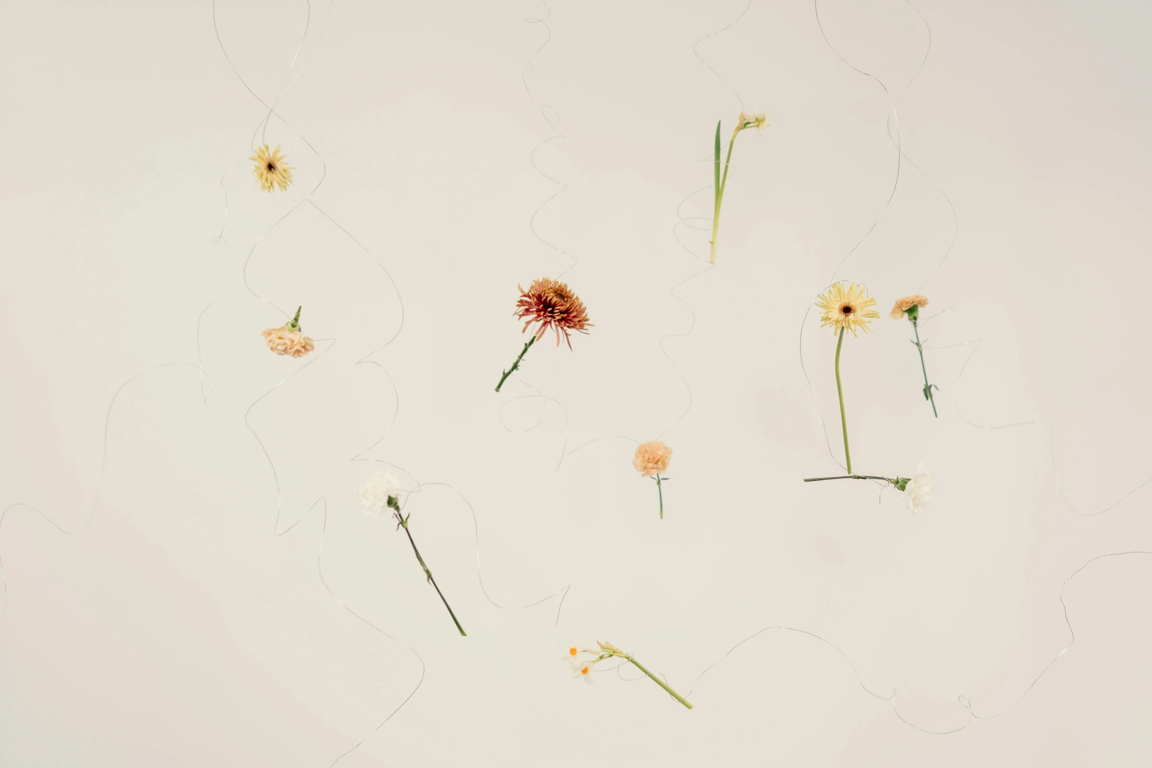 a bunch of flowers sitting on top of a white surface, a minimalist painting, inspired by Cy Twombly, trending on unsplash, minimalism, spores floating in the air, sana takeda, weeds and grass, ignant