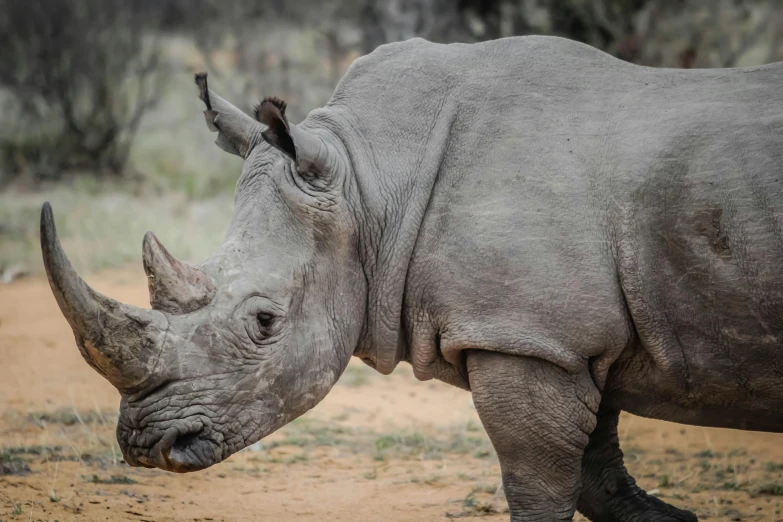 a rhino standing on top of a dirt field