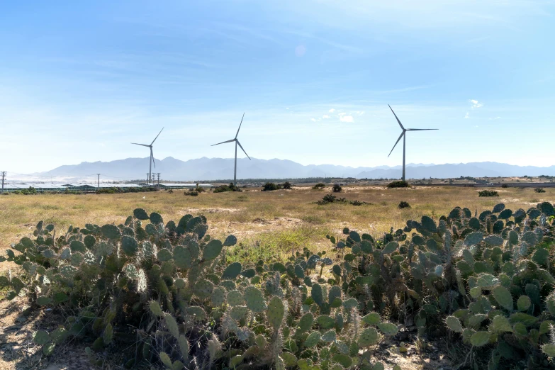 a field of cactus plants with windmills in the background, pexels contest winner, verdadism, oceanside, background image, electric energy, museum quality photo