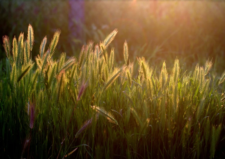 a field of grass with the sun setting in the background, by David Simpson, pexels, precisionism, ears shine through the light, medium format. soft light, backlighted, rye (shishkin)