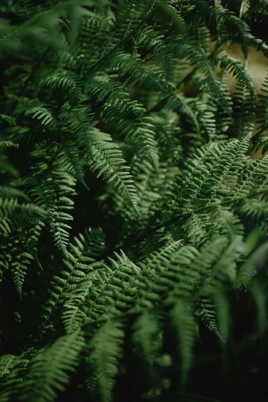 a fire hydrant sitting in the middle of a lush green forest, inspired by Elsa Bleda, ferns, zoomed in, plants allover, indoor