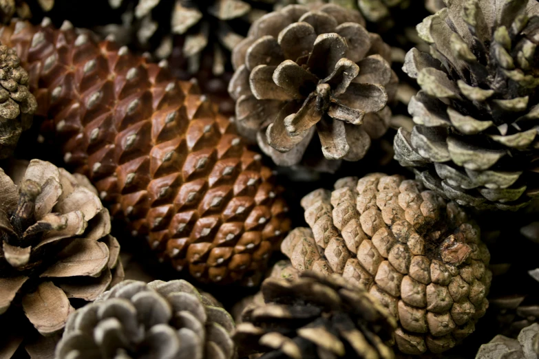 a close up of a bunch of pine cones, inspired by Andy Goldsworthy, trending on unsplash, 🦩🪐🐞👩🏻🦳, diverse species, profile image, quixel megascans