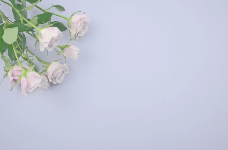 a bunch of pink roses sitting on top of a table, an album cover, inspired by Robert Mapplethorpe, trending on unsplash, gradient purple, background image