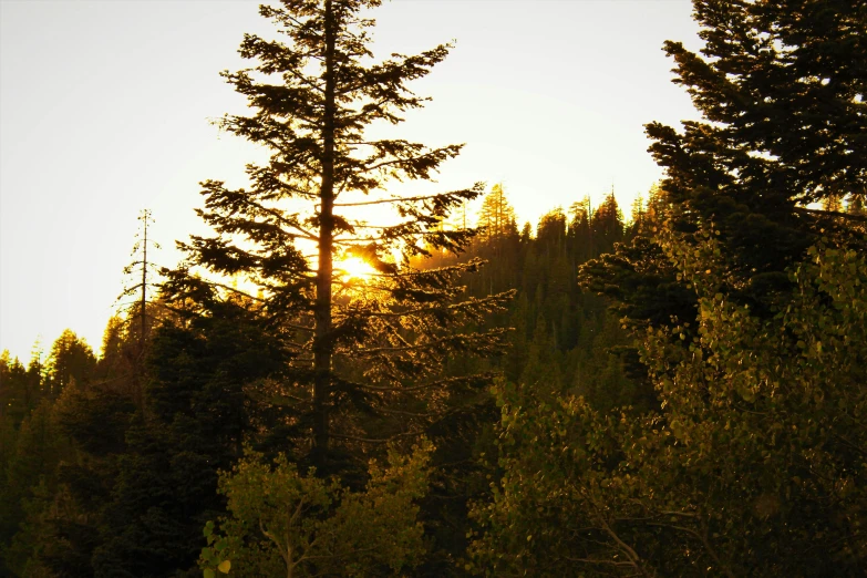 the sun is setting behind the trees in the forest, by Jessie Algie, solo hiking in mountains trees, fan favorite, patches of yellow sky, fir trees