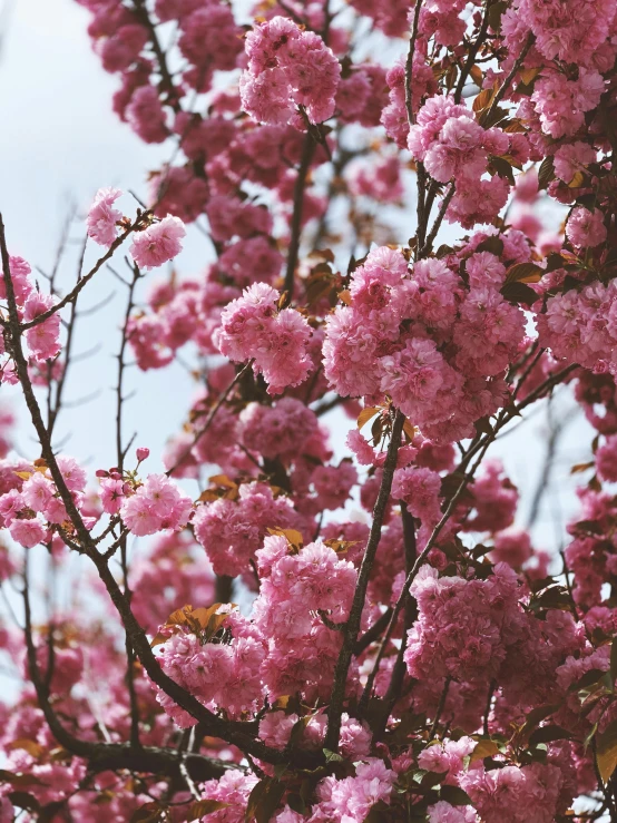 a close up of a tree with pink flowers, trending on unsplash, 🎀 🧟 🍓 🧚, instagram story, may)