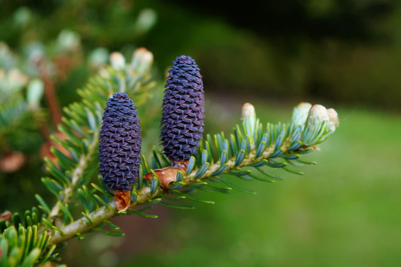 a close up of two pine cones on a tree, by Ruth Abrahams, hurufiyya, blue and purple plants, walking, black fir, looking towards camera