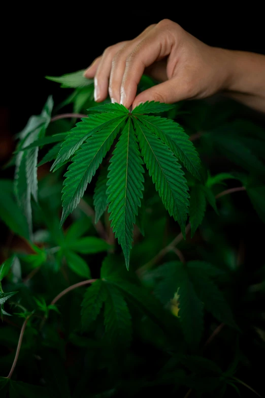 a person holding a green leaf in their hand, with green cannabis leaves, up-close, multi-part, lush oasis