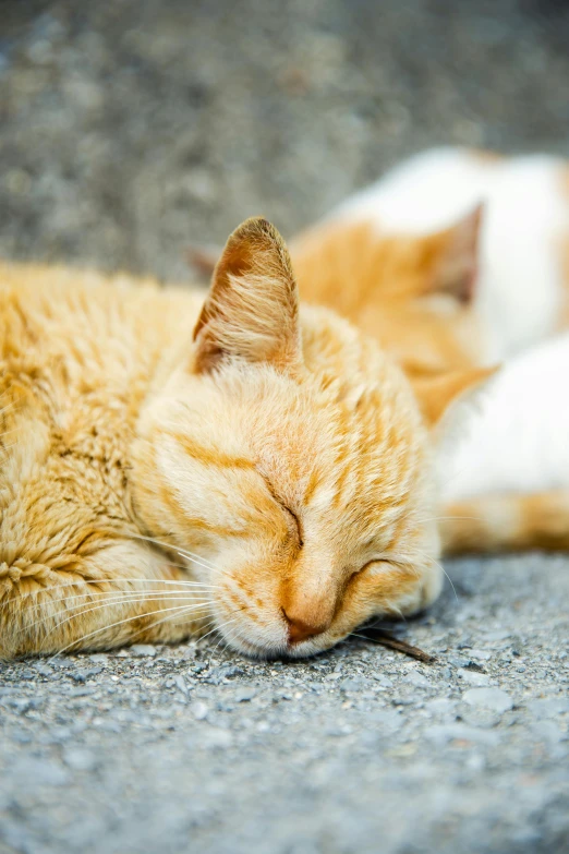 a couple of cats laying next to each other, unsplash, profile image, closed-eyes, street life, close up photograph