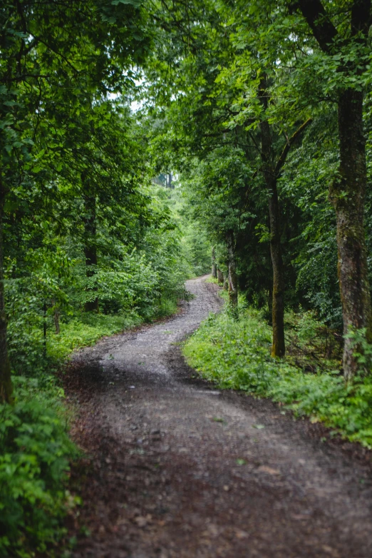 a dirt road in the middle of a forest, lush surroundings, walkways, grey, outdoor