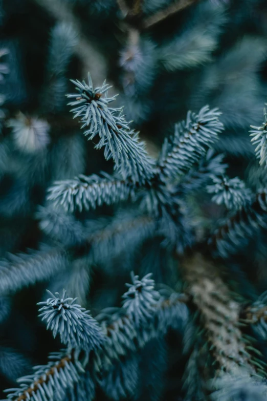 a close up of a blue pine tree, inspired by Elsa Bleda, trending on unsplash, baroque, a cozy, grey, midnight blue