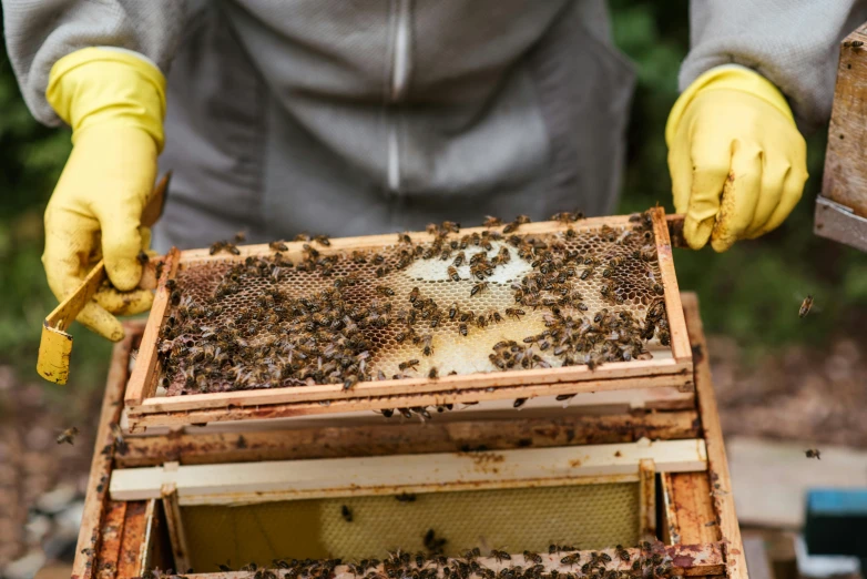 a beekeeper holding a beehive full of bees, a portrait, by Julia Pishtar, shutterstock, fan favorite, sustainable materials, brown, battered