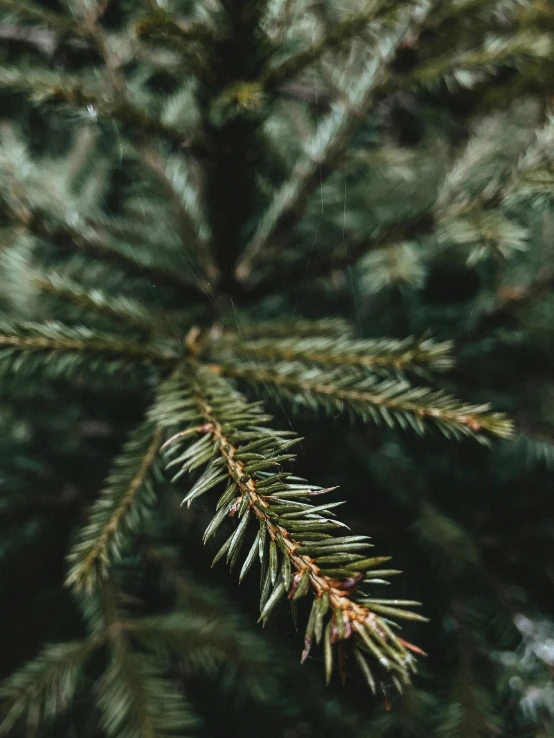 a close up of a pine tree with needles, inspired by Elsa Bleda, trending on unsplash, 8k resolution”, instagram story, profile image