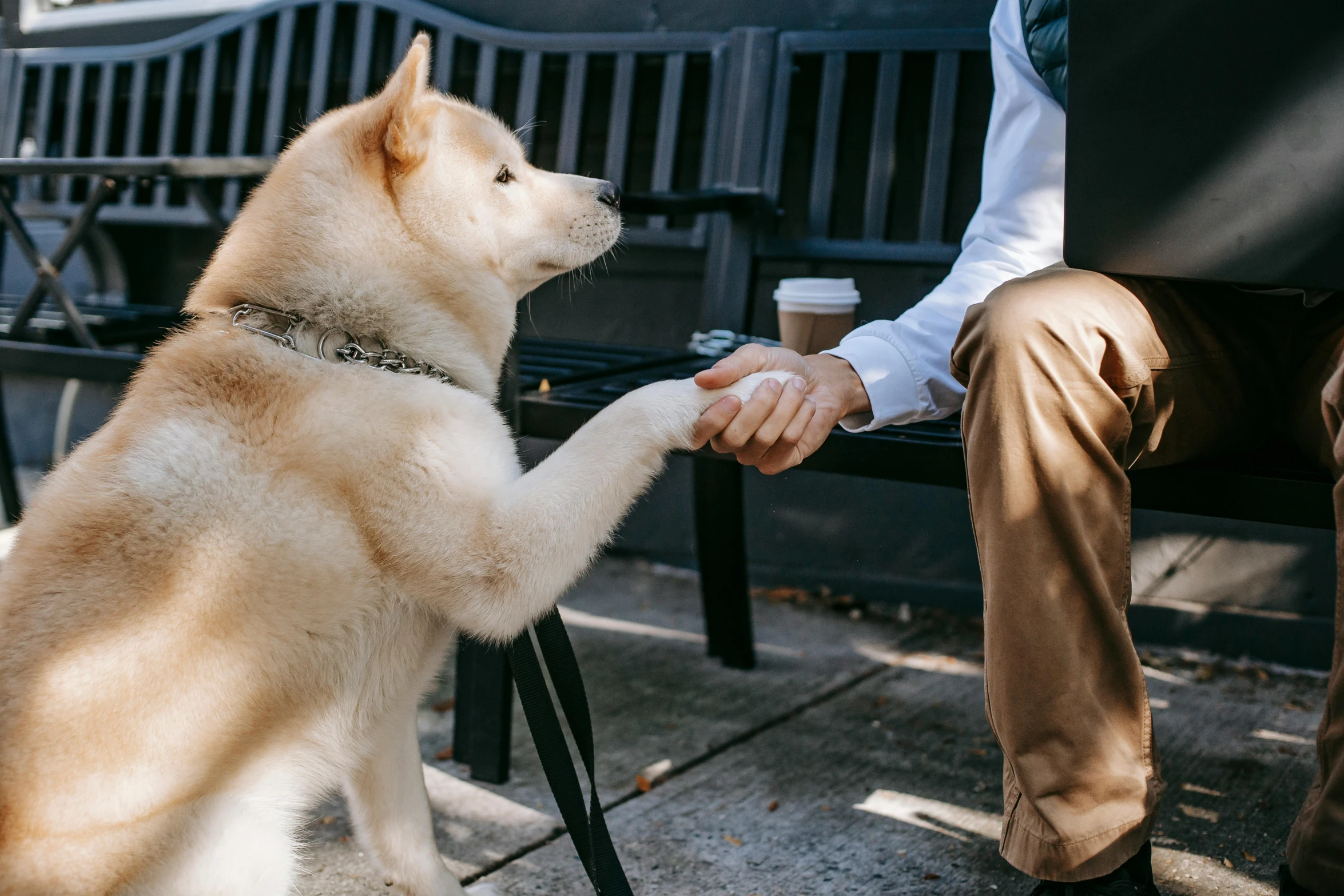 a dog shaking hands with a man on a bench, trending on unsplash, shin hanga, sitting in a cafe, husky, thumbnail, highly mechanical