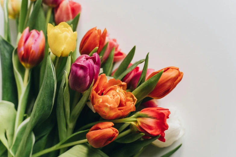 a close up of a bunch of flowers on a table, trending on unsplash, tulips, on grey background, multicolored, warm coloured