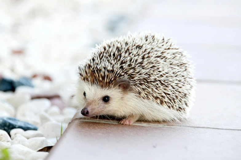 a small hedge sitting on top of a wooden floor, by Julia Pishtar, trending on pexels, sonic hedgehog, mixed animal, detailed white, spikey rocks