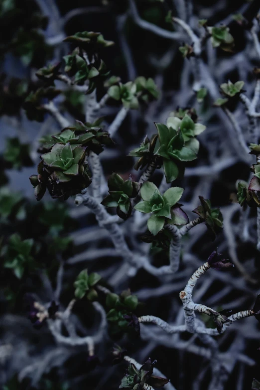 a close up of a plant with green leaves, an album cover, inspired by Elsa Bleda, unsplash, naturalism, lichen, dystopian gray forest background, manuka, dark