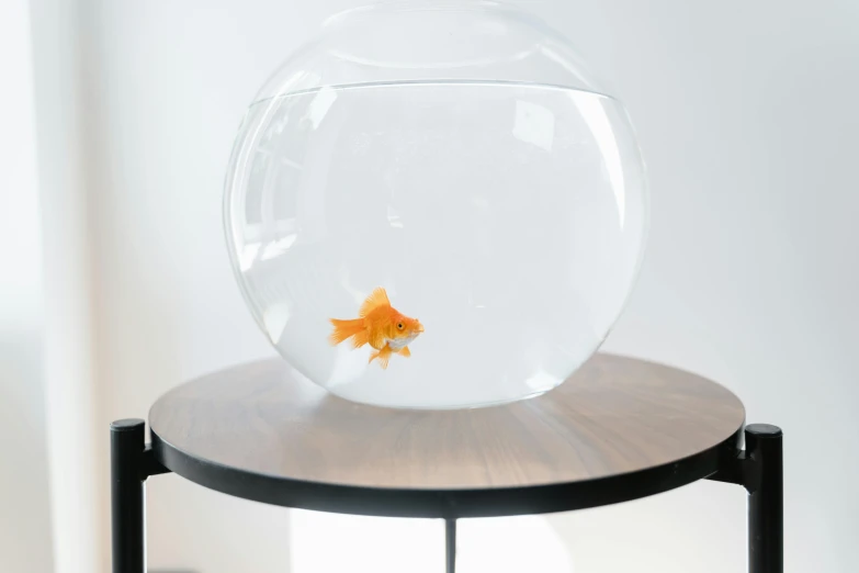 a fish bowl sitting on top of a wooden table, inspired by Jean-Léon Gérôme, trending on unsplash, photorealism, clean white lab background, golden fish in water exoskeleton, curved furniture, glass dome