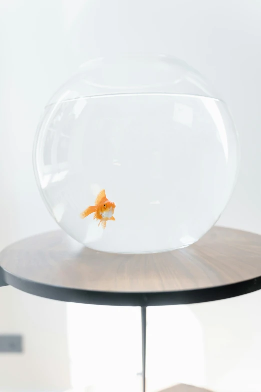 a fish bowl sitting on top of a wooden table, on a white table, golden fish in water exoskeleton, jen atkin, photographed for reuters