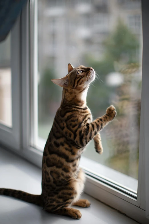 a cat standing on its hind legs looking out a window, pexels contest winner, arabesque, right side profile, beans, thoughtful ), a high angle shot