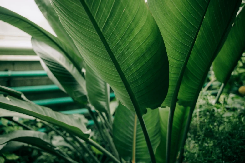 a close up of a plant with green leaves, trending on pexels, banana trees, background image, alessio albi, plants inside cave