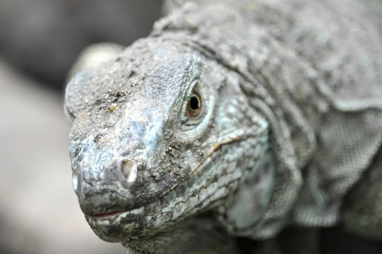 a close up of a lizard on a rock, a portrait, pexels contest winner, sumatraism, gray mottled skin, alosaurus, close - up of face, titanium