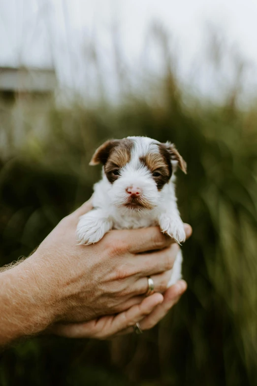 a person holding a puppy in their hand, by Matt Cavotta, unsplash, jack russel terrier surprised, 1 6 x 1 6, havanese dog, poop