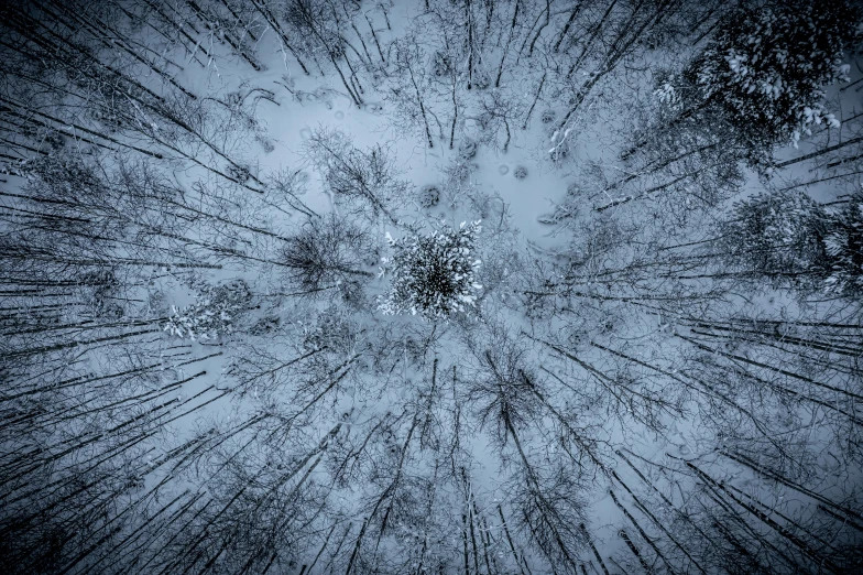 a black and white photo of snow covered trees, by Jaakko Mattila, unsplash contest winner, land art, little planet, blue, birch, dark