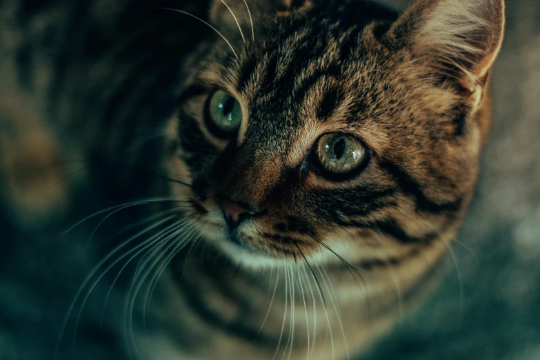 a close up of a cat looking at the camera