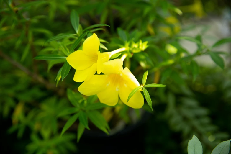 a close up of a yellow flower on a plant, bao phan, in bloom greenhouse, bells, slight yellow hue