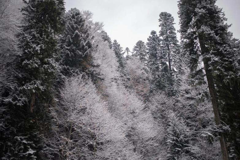 a group of people riding skis down a snow covered slope, a picture, inspired by Ansel Adams, unsplash, romanticism, ((trees)), zhangjiajie national forest park, 2 0 0 0's photo, forest. white trees