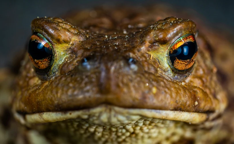 a close up of a toad looking at the camera, a portrait, by Matt Stewart, pexels contest winner, australia intricate, symmetry face, snake oil skin, fierce expression 4k