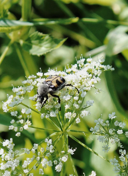 a bee sitting on top of a white flower, slide show, swedish, illustration »