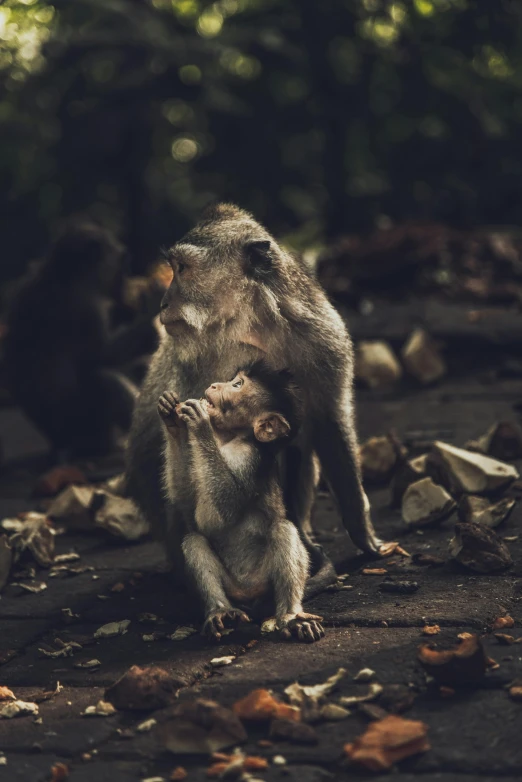 a couple of monkeys standing next to each other, unsplash contest winner, fatherly, bali, paul barson, grey
