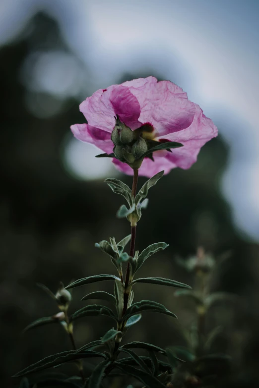 a pink flower sitting on top of a lush green field, by Attila Meszlenyi, unsplash, romanticism, on a gray background, manuka, purple foliage, in the evening