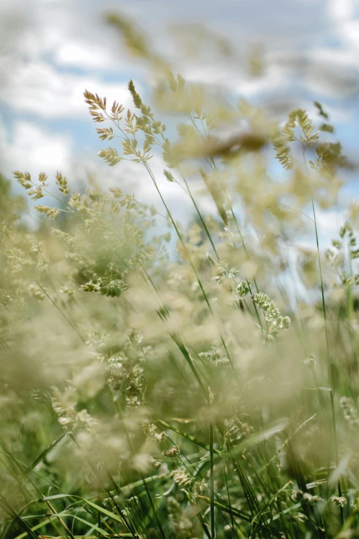 tall grass blowing in the wind on a sunny day, by David Simpson, unsplash, meadow flowers, field of hay, medium format. soft light, wide-angle photograph