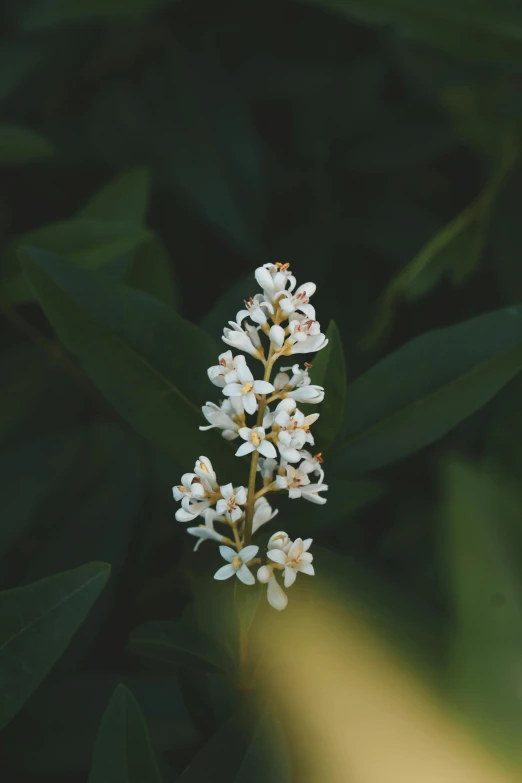 a white flower with green leaves in the background, unsplash, lilacs, dark sienna and white, ignant, high resolution photo