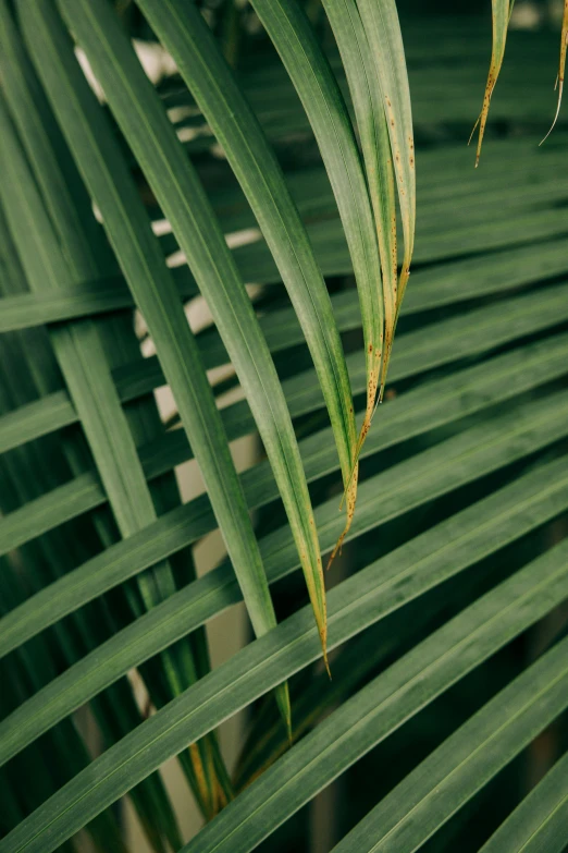 a close up of a leaf of a palm tree, inspired by Elsa Bleda, unsplash, renaissance, stacked image, sustainable materials, flowers, striped