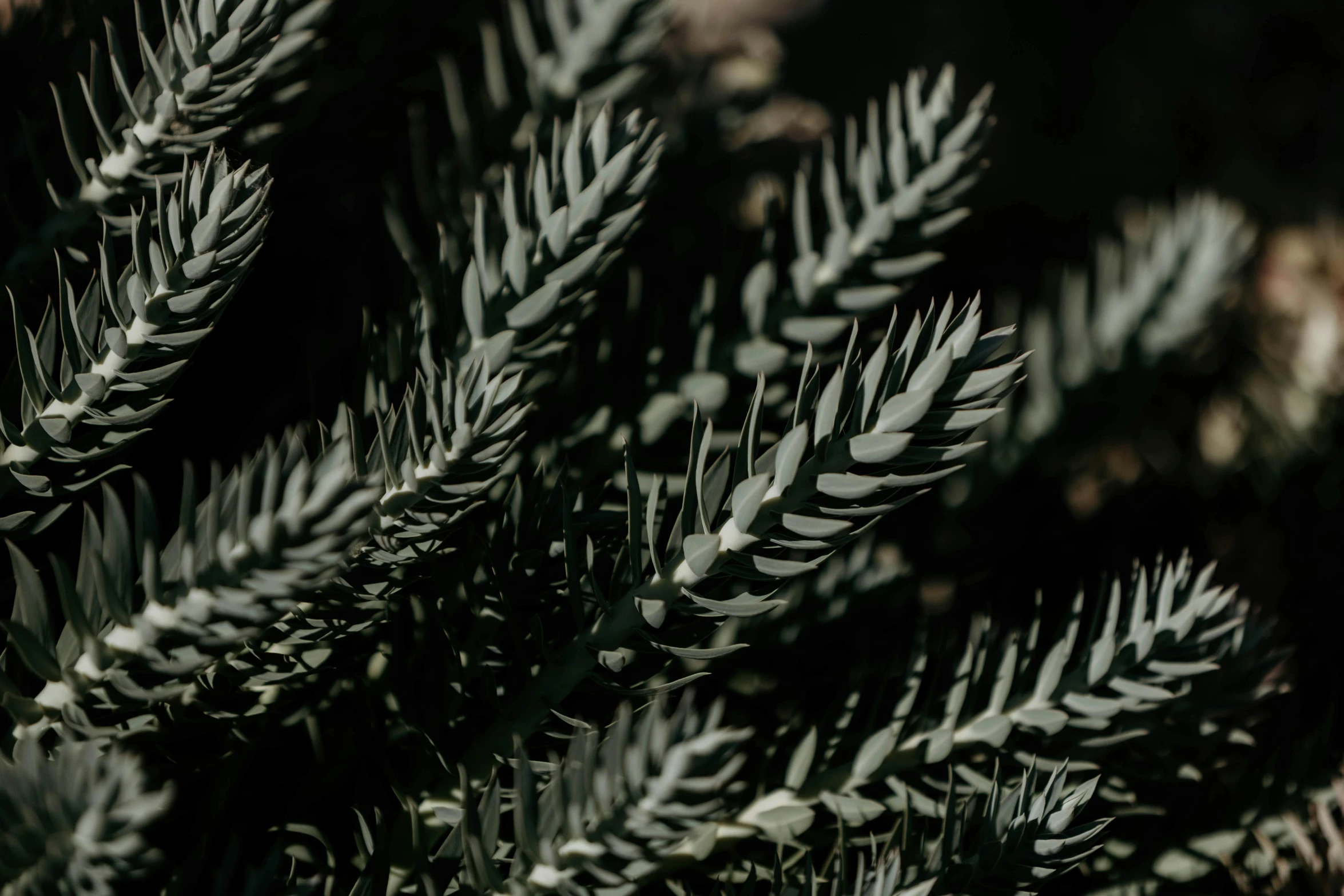 a close up of a plant with lots of leaves, trending on unsplash, hurufiyya, black fir, dark matte metal, alessio albi, maritime pine