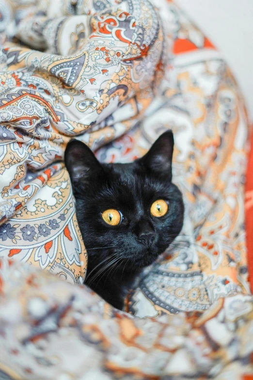 a black cat peeking out from under a blanket, by Julia Pishtar, renaissance, paisley, full frame image, portrait of small, trending photo