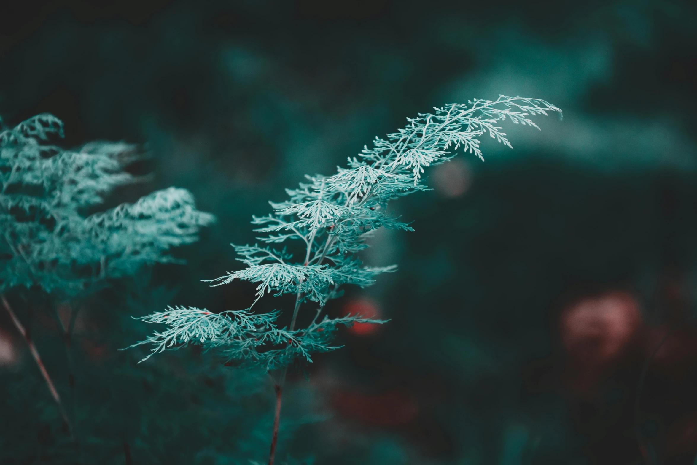 a plant that is sitting in the grass, inspired by Elsa Bleda, unsplash, art photography, silver mist, teal, dendritic, forest green